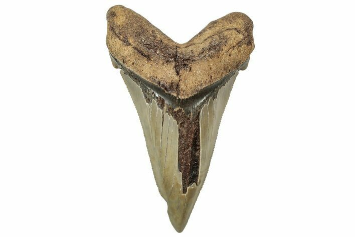 Large Serrated Angustidens Tooth - Megalodon Ancestor #313839